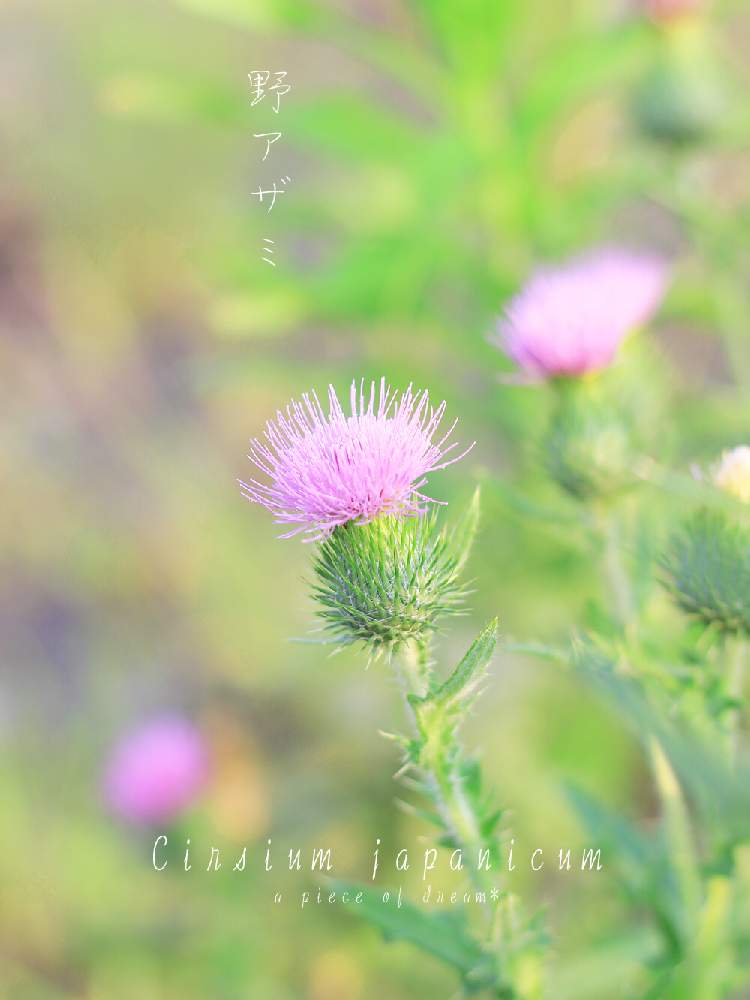 お出かけ先の画像 by アピースオブドリーム⭐️hanaさん | お出かけ先とノアザミと植物と暮らすとボタニカルライフとグリーンのある暮らしとお写んぽと野アザミの花とGS映えと夏の花と素敵な出会いに感謝とナチュラルスタイルとガーデニングと花のある暮らしとお散歩とかわいいな♡とボタニカルスポット2019夏と野の花あそび