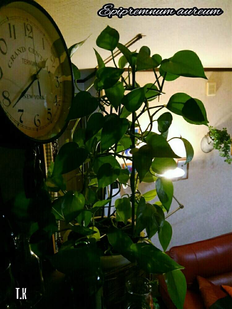 棚の画像 by T.Kさん | 棚と観葉植物を楽しむと観葉植物とウォールシェルフと植物男子とポトス♪とポトスエンジョイ♡と ポトス