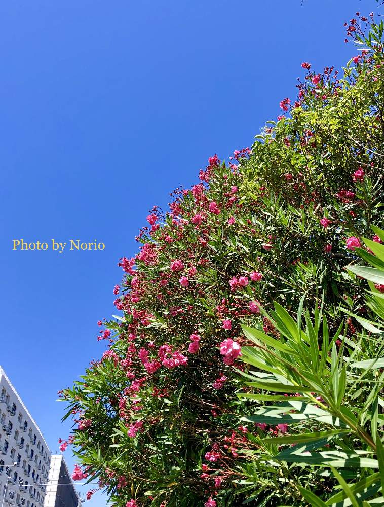 お出かけ先の画像 by Norioさん | お出かけ先とキョウチクトウ科と近所の花とGS映えと花のある暮らしとお散歩