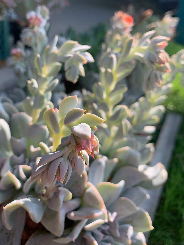小さな庭の画像 by みわさん | 小さな庭と多肉植物と植物のある暮らしと トップスプレンダーとエケベリア属と多肉女子とタニラーと トップシータービーと多肉花芽