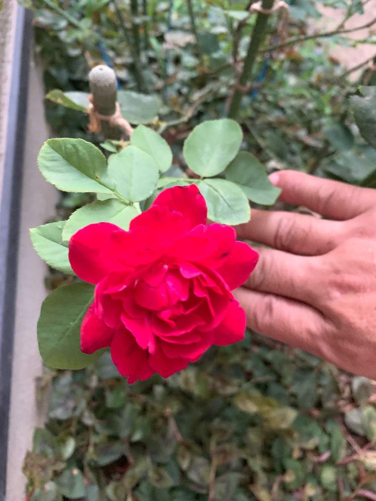 小さな庭の画像 by 『薔薇の初心者教室』 How to grow Organic Roseさん | 小さな庭と夏のバラと薔薇愛同盟とRosarianとバラの夏のお手入れとバラと夢CLUBとフランシスデュブリュイ♡とキュンキュン♡と花のある暮らしとロザリアンとバラの夏剪定と夏バテ注意‼︎とバラの基本