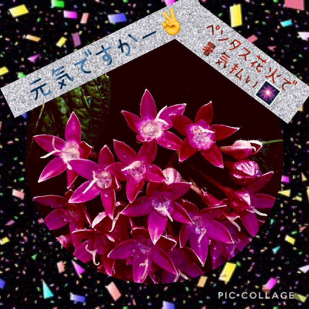 インテリアの画像 by 花花花さん | インテリアとペンタスの花とかれんな花と赤い花♡と風景と花のある暮らし