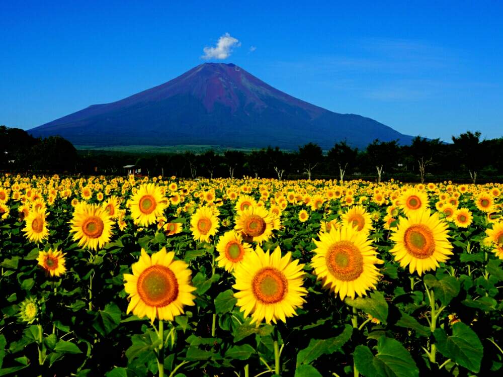 お出かけ先の画像 by misaoiさん | お出かけ先と花のある暮らしと山中湖花の都公園