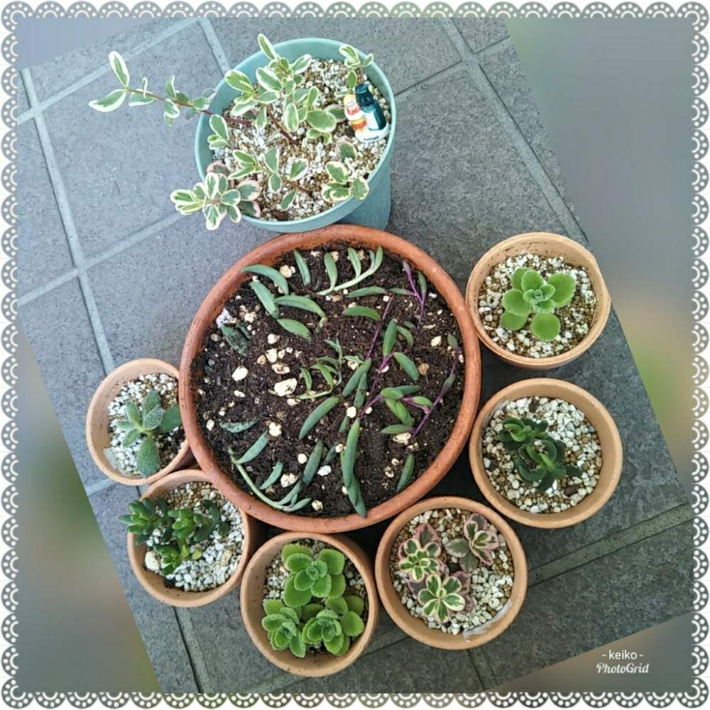 エントランスの画像 by Kーーー☘️さん | エントランスと多肉植物とアロマティカス.と 虹の玉と素敵便とコチレドン 子猫の爪と ハッピーとプレゼントと2019.8/11モリモリ選手権とテトラゴナ☆とちっちゃい雑貨とアーモンドネックレス❤︎と ルビーネックレスとポーチュラカマジカルキューティー♡