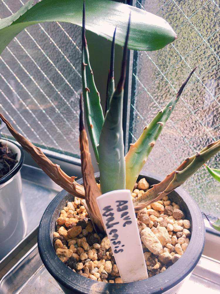 窓辺の画像 by FKTKさん | 窓辺と観葉植物と植物のある暮らしとユタエンシスとリュウゼツラン科とアガベ属とインテリアグリーン