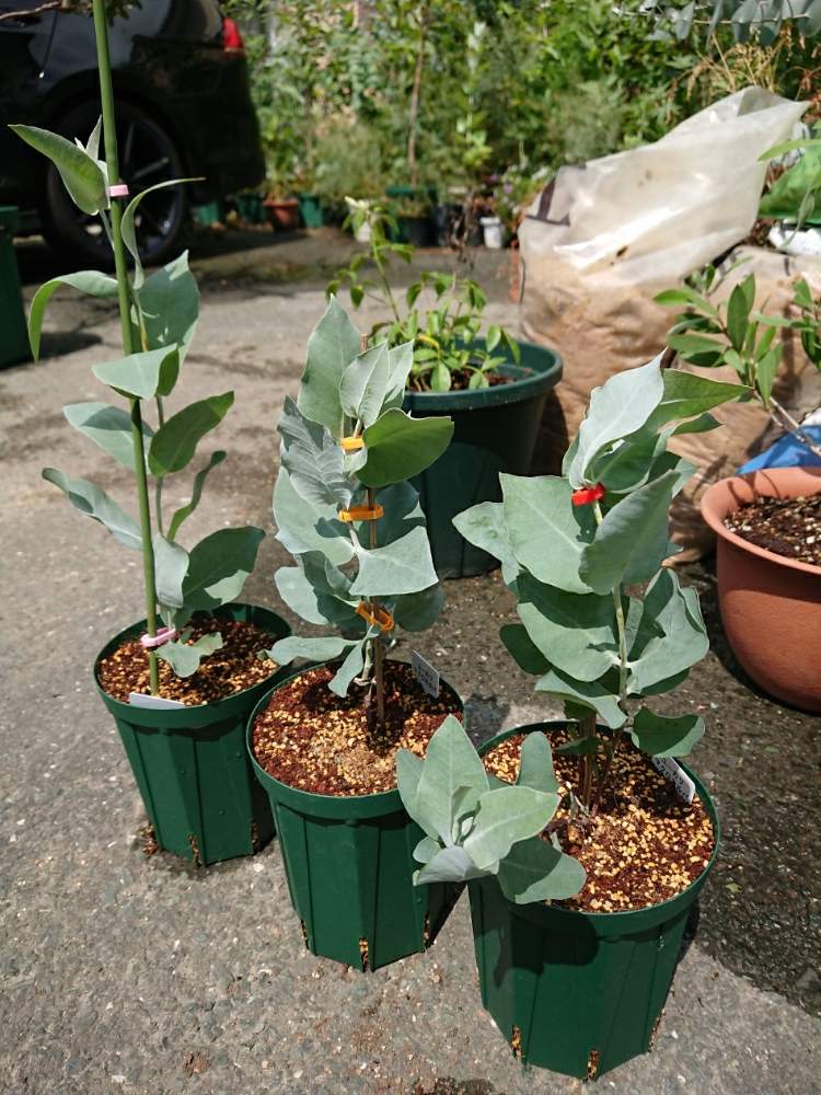 小さな庭の画像 by 直径さん | 小さな庭と暑い!と鉢植え植物とオーストラリア原産とユーカリの木と粉吹き葉とGS映えとno green no lifeと植中毒と蒲桃倶楽部とスリット鉢愛好会とフトモモ科とネイティブプランツと蚊の襲来とオージープランツと香る葉と暑中見舞い