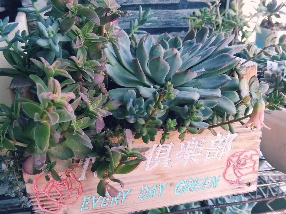 玄関の画像 by asuka0517さん | 玄関と多肉植物の寄植えと多肉植物とこりゃハマる!と私のお宝とリメ鉢と長野県と多肉寄せ植えとタニク初心者と繋がりに感謝☆