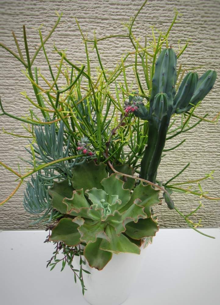 小さな庭の画像 by kokoさん | 小さな庭と多肉植物とサボテン科と寄せ植えと2019.8/11モリモリ選手権と多肉植物とサボテンと多肉寄せ植え