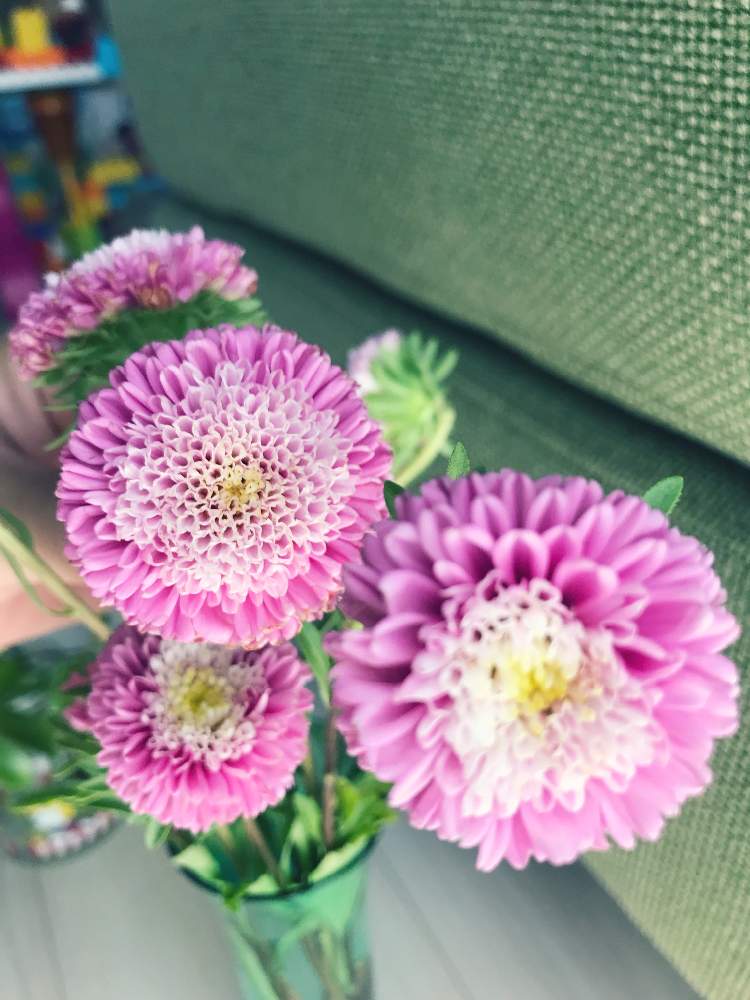 部屋の画像 by ゆーきてぃ☆さん | 部屋とステキ☆と癒しとGS映えとGS日和と植中毒と可愛いと花のある暮らしとうっとりとホッコリ