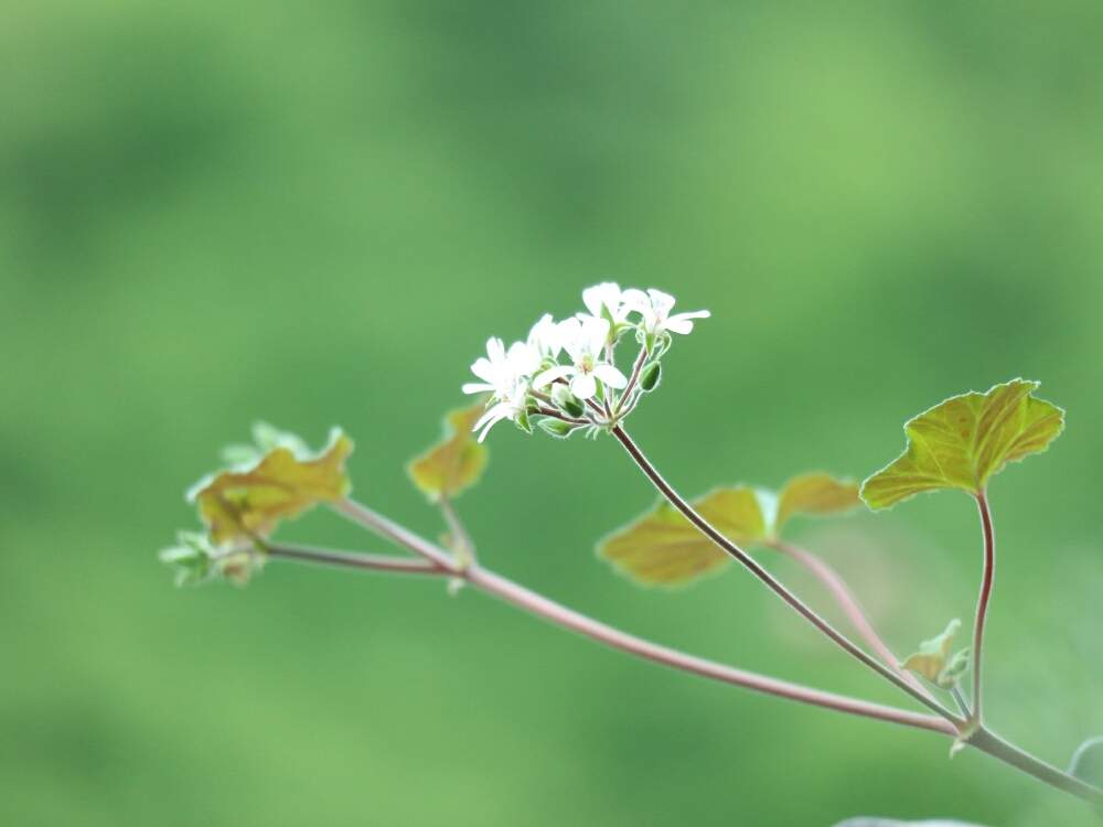 バルコニー/ベランダの画像 by ビビさん | バルコニー/ベランダと小さな白いお花と花のある暮らしとキュンキュン乙女倶楽部