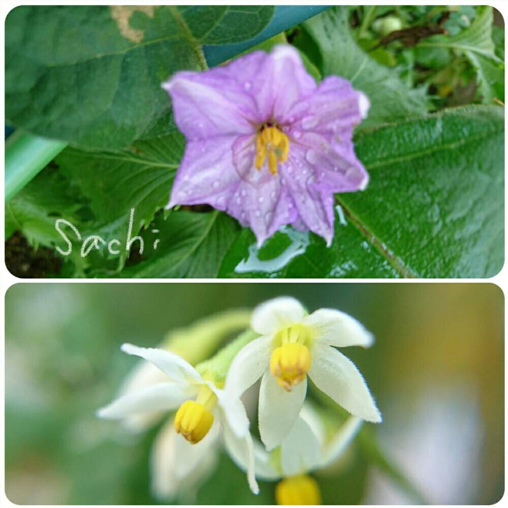 小さな庭の画像 by sachiさん | 小さな庭とイヌホウズキとナスと今日の花便りと野菜の花と花のある暮らしとボタニカルスポット2019夏と私のお庭