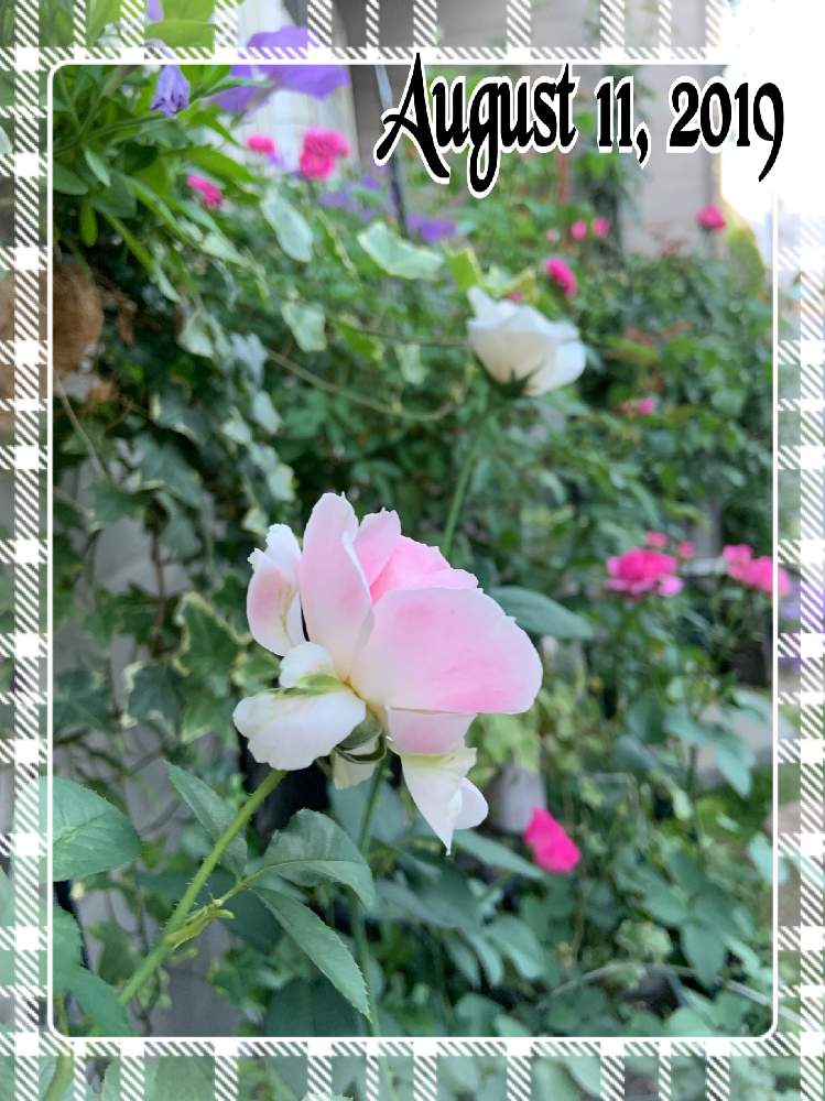 小さな庭の画像 by くろもみじさん | 小さな庭と薔薇といいかおりとバラ フィネスと幸せとばら バラ 薔薇としぼりのバラと薔薇愛同盟とバラの蕾と全部GSのせいだといい香りとホワイトクリスマスと☆ホリデーアイランドピオニーと小さな小さな庭と花のある暮らしとロサオリエンティスとばら 薔薇 バラと三種の神器とスイートチャリオットと赤いバラとバラのつぼみと薔薇の花