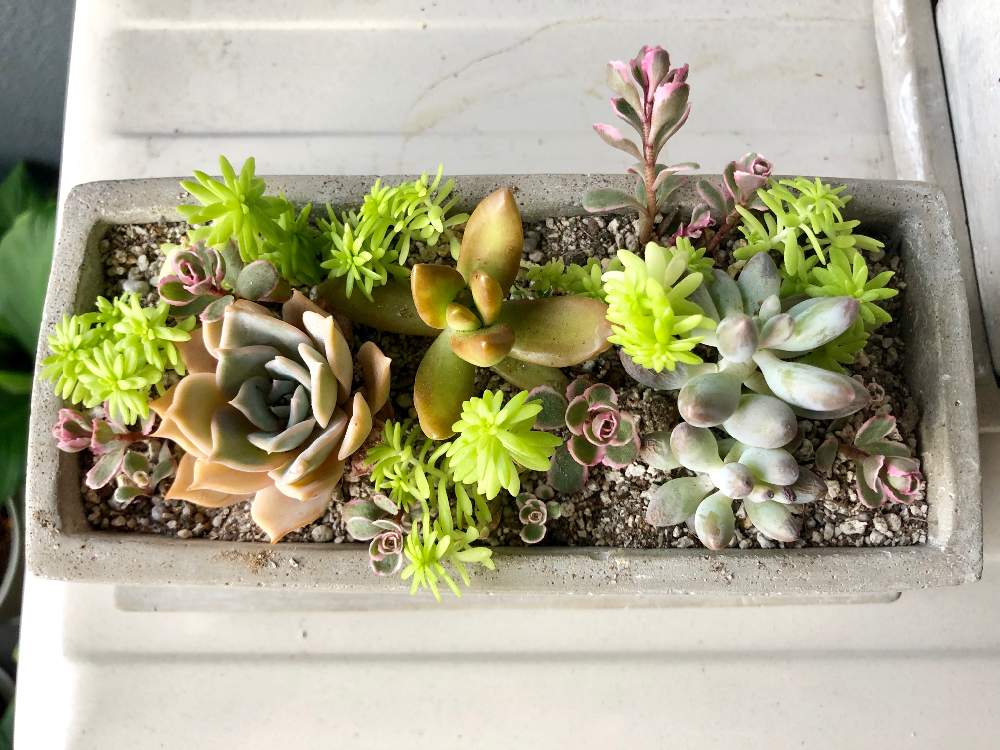 バルコニー/ベランダの画像 by marineblueさん | バルコニー/ベランダと多肉と多肉植物の寄植えとSucculentsと観葉植物を楽しむと多肉植物と観葉植物と育てる楽しみと緑のある暮らしと多肉女子とi love plantsとno green no lifeとGS映えと観葉植物奮闘日記