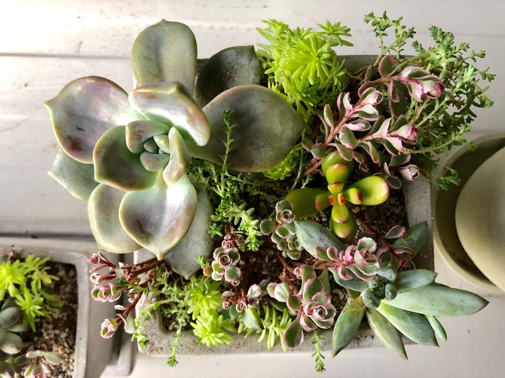 バルコニー/ベランダの画像 by marineblueさん | バルコニー/ベランダと多肉と多肉植物の寄植えとSucculentsと観葉植物を楽しむと多肉植物と観葉植物と育てる楽しみとGS日和とno green no lifeと植中毒と緑のある暮らしと多肉女子とi love plantsと観葉植物奮闘日記
