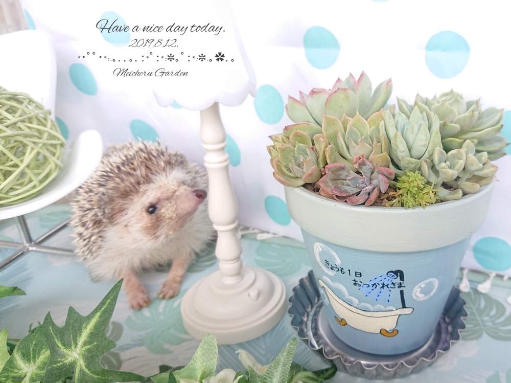 部屋の画像 by めいちぇるさん | 部屋とお気に入りの鉢と寄せ植えと栃木タニラーとハリネズミとリメ鉢
