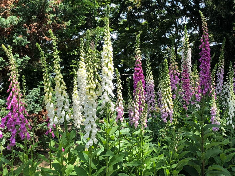 お出かけ先の画像 by smiling❁︎faceさん | お出かけ先とジギタリスと名前は詳しくありませんがと福岡市植物園と植物大好きとGS映えと綺麗と癒されると思わず写メとジギタリス*と令和元年五月撮影と写真を撮るの大好きと素敵