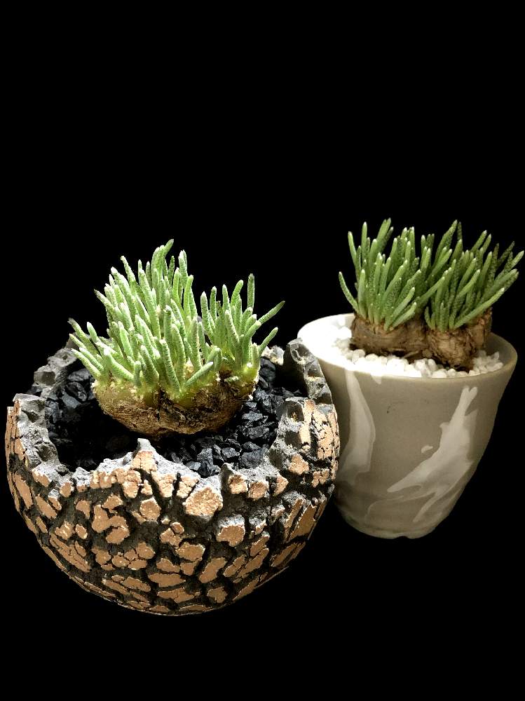 バルコニー/ベランダの画像 by good_guyさん | バルコニー/ベランダとAvonia quinariaとAvonia alstoniiと多肉植物とEuphorbiaとcactusとドルステニアとサルコカウロン属とフィランサス ミラビリスとユーベルマニア ペクチニフェラとCerariaとCaudexとデカリア・マダガスカリエンシスと多肉女子と塊根植物と珍奇植物とPachypodiumとaloeとagaveとOperculicaryaとGREEN UP!とCopiapoaとsucculent