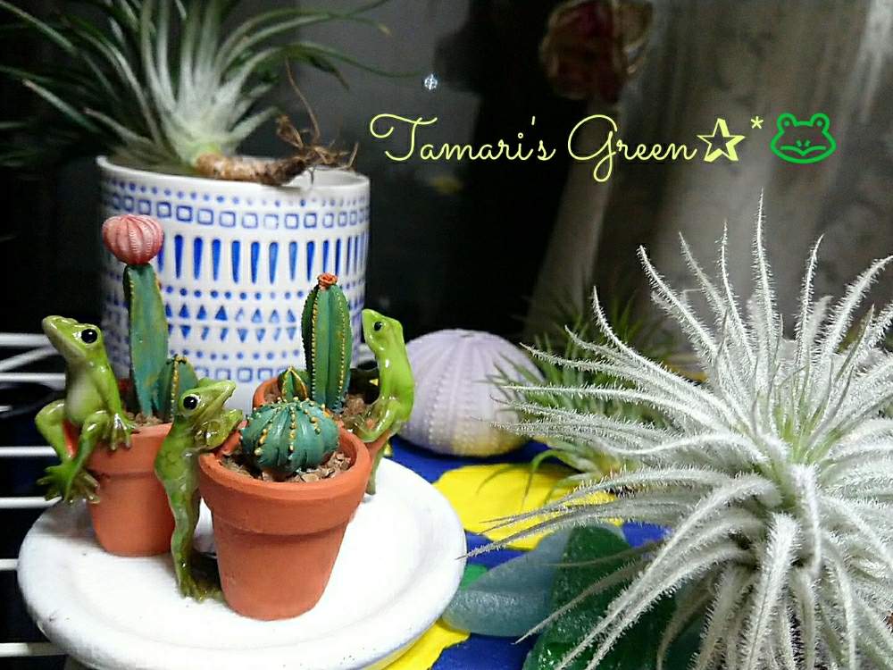 インテリアの画像 by TAMARI*さん | インテリアとチランジアテクトラムとありがとう♡ときれいとおはようと植中毒とせいちょうきろくと癒し空間と愛情たっぷり♡とかわいいな♡とペットとチーム福岡とカエル