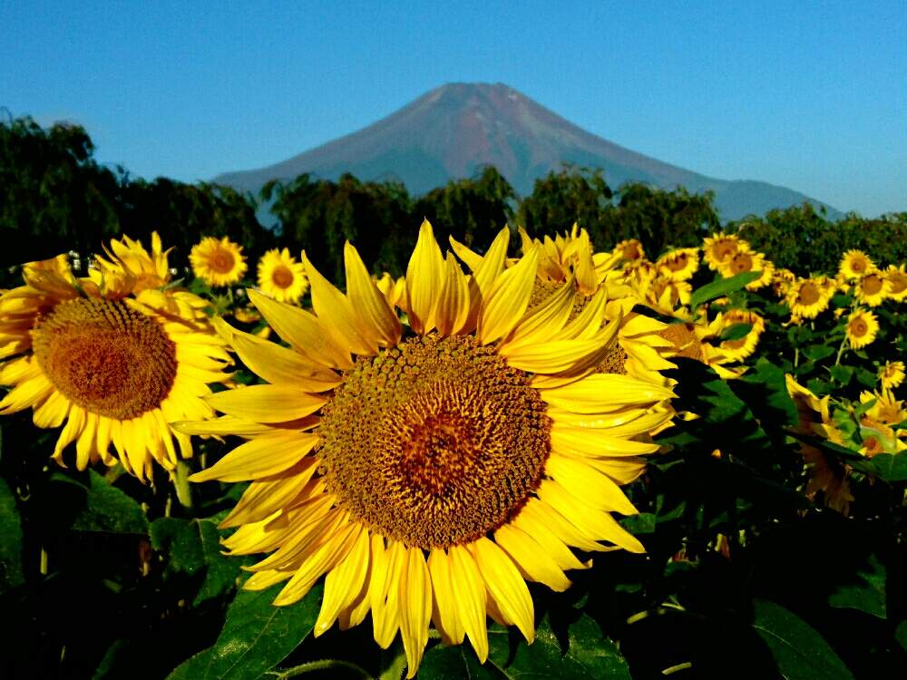 お出かけ先の画像 by misaoiさん | お出かけ先と花のある暮らしと山中湖