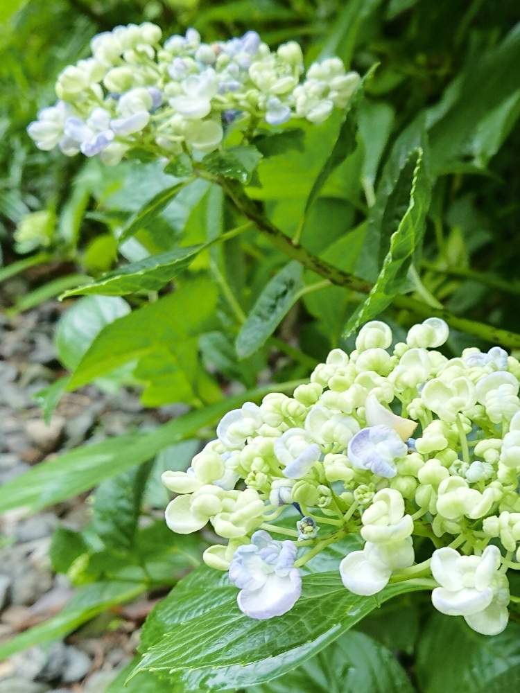 お出かけ先の画像 by Hisaboさん | お出かけ先と紫陽花とつぼみとアジサイ 紫陽花とつぼみ好きと青の紫陽花と紫陽花 アジサイ あじさいと紫陽花☆と紫陽花 額紫陽花