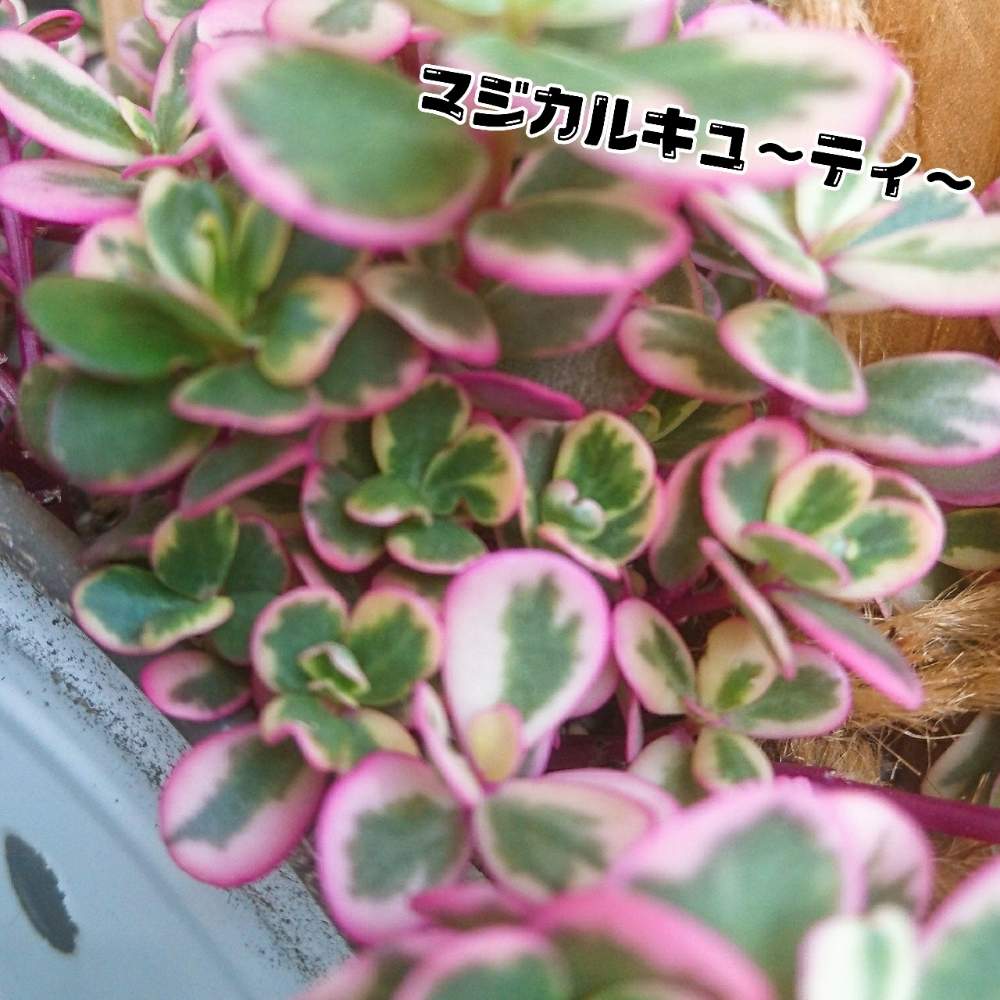 バルコニー/ベランダの画像 by 嵐loveさん | バルコニー/ベランダと可愛い♥️とピンクと相談と大好き♥️と多肉ばぁ〰️