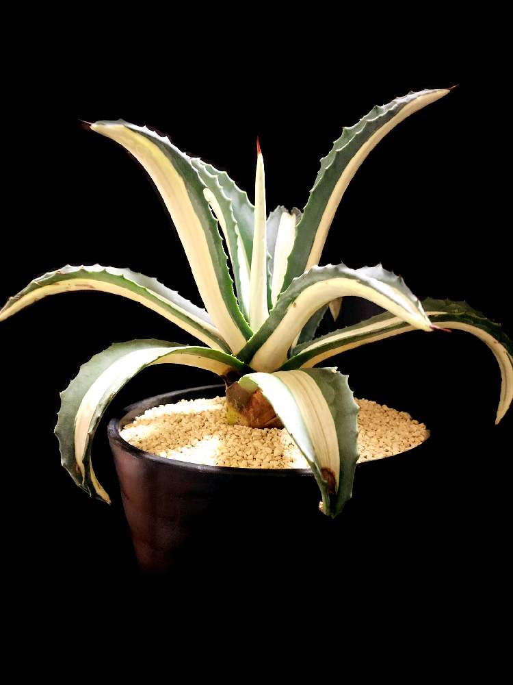 バルコニー/ベランダの画像 by good_guyさん | バルコニー/ベランダとAgave americana cv. mediopicta albaと多肉植物とEuphorbiaとcactusとドルステニアとサルコカウロン属とフィランサス ミラビリスとユーベルマニア ペクチニフェラとCerariaとCaudexとデカリア・マダガスカリエンシスと多肉女子と塊根植物と珍奇植物とPachypodiumとaloeとagaveとOperculicaryaとGREEN UP!とCopiapoaとsucculent