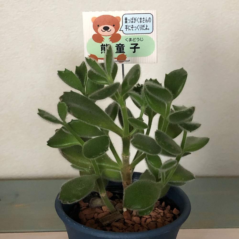 の画像 by オグさん | 植中毒と今日の一枚と多肉 熊童子とかわいいな♡とタニクちゃんと多肉植物 多肉の有るくらし