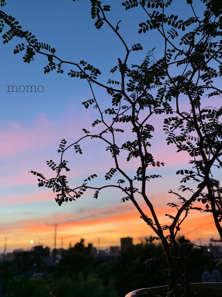 窓辺の画像 by momoさん | 窓辺とソフォラ ミクロフィラと夕焼け空と秋近しと綺麗とソフォラミクロフィラと加工なし