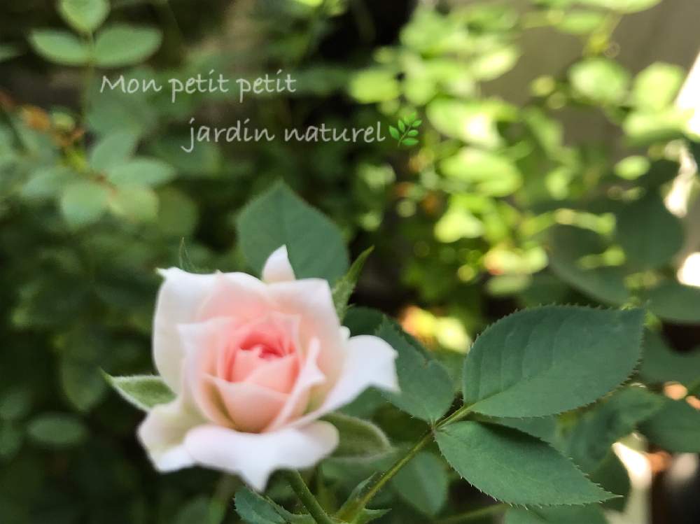 バルコニー/ベランダの画像 by ✿ natu. ✿さん | バルコニー/ベランダとmy garden♬と素敵な出逢いに感謝♬と大切に…と優しい香りと感謝の気持ち♬と限られた時間♬とバラが好き♬とありがとう❣️と夏〜♬と癒しの場所と休日のひと時とひとりごととkeep smiling❣️と元気♬とnatural ♬と立秋♬と癒し時間♬と疲れちゃった