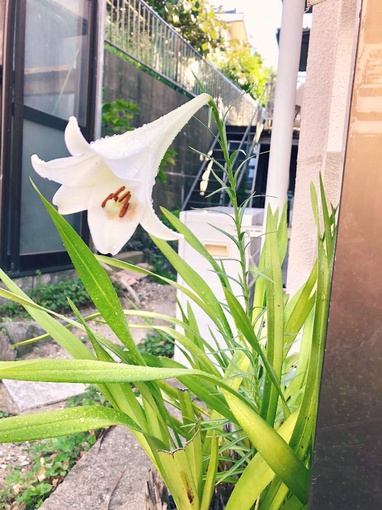 広い庭の画像 by 松 祐さん | 広い庭と今日の一枚と今日のお花と形見と花のある暮らしと頂き物と咲いた!