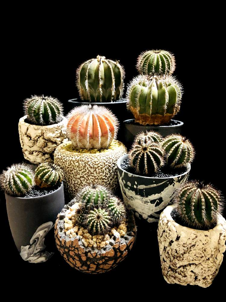 バルコニー/ベランダの画像 by good_guyさん | バルコニー/ベランダとUebelmannia.pectiniferaと多肉植物とEuphorbiaとcactusとドルステニアとサルコカウロン属とフィランサス ミラビリスとユーベルマニア ペクチニフェラとCaudexとデカリア・マダガスカリエンシスと多肉女子と塊根植物と珍奇植物とPachypodiumとaloeとagaveとOperculicaryaとGREEN UP!とCopiapoaと亀甲竜。とsucculent