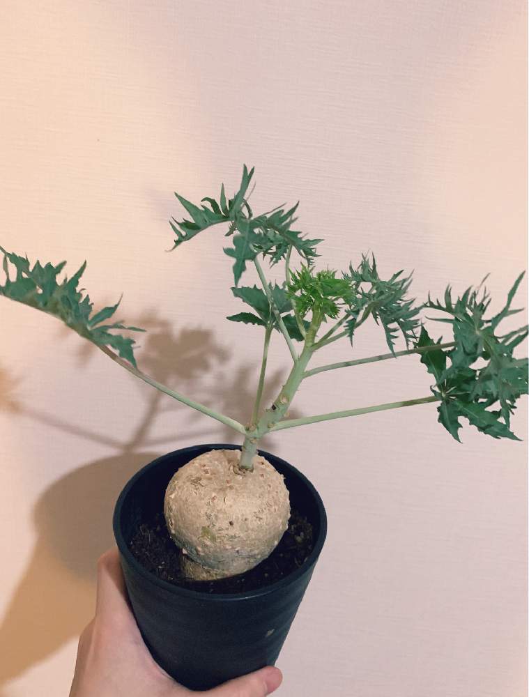 の画像 by だいすけさん | 錦サンゴとヤトロファ・ベルランディエリとヤトロファ錦珊瑚とJatropha berlandieriと多肉植物とレア多肉と塊根植物のある暮らしと夏型とトウダイクサ科とヤトロファと珍しいとコーデックスとJatrophaと多肉女子と塊根植物とタニラーとヤトロファ属とヤトロファベルランディエリと珍奇植物と錦さんごと錦珊瑚とGREEN UP!と夏型塊根植物とバルコニスト