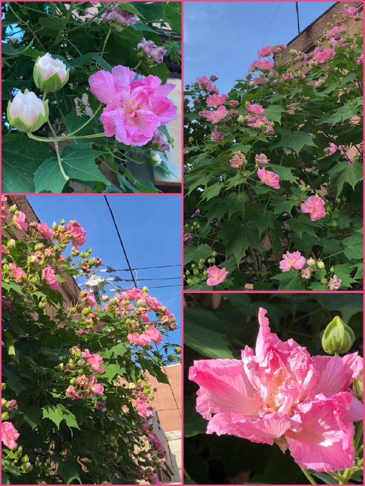 お出かけ先の画像 by Mマリリン凪翔Mさん | お出かけ先と酔芙蓉とピカピカとご近所さんと美人さんとおみごと!!と素敵な色合いと素晴らしいといい感じ!とかわいいな♡とお出かけ先といっても近所