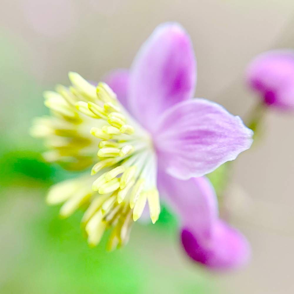 小さな庭の画像 by PT_yamahiroさん | 小さな庭とシキンカラマツ(紫錦唐松)とスマホ撮影と我が家の花達と山野草と花壇とアップ写真とマクロレンズ撮影とフラワーとマイガーデンとGS映えとマクロ撮影と植中毒と我が家の花壇とお花畑 と我が家の庭と花好きとガーデニングと花のある暮らしとお花とマクロな世界とお花好き