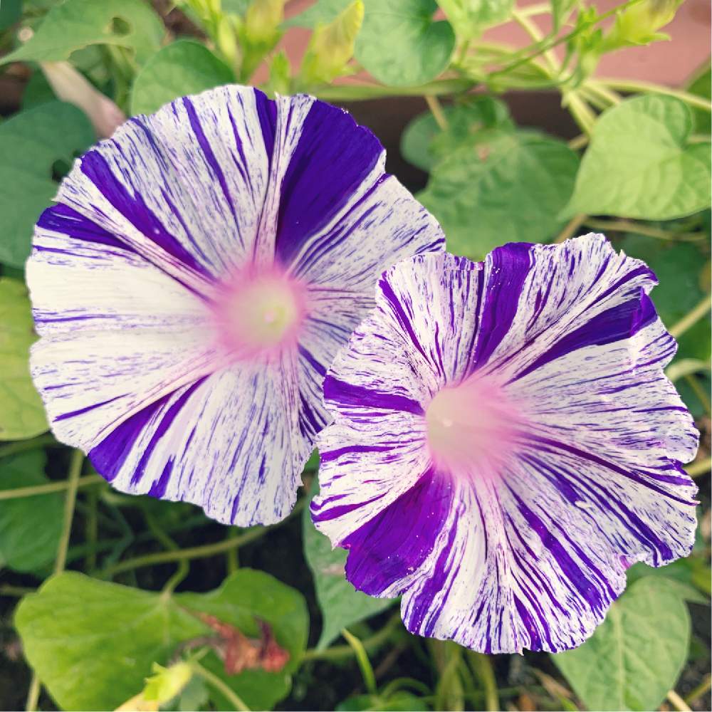 お出かけ先の画像 by buchiさん | お出かけ先と朝顔と変化朝顔と江戸風情とムラサキの花とかわいい♡とGS映えといい感じ♪♪とGS日和と今日の一枚と花のある暮らしとかわいいな♡