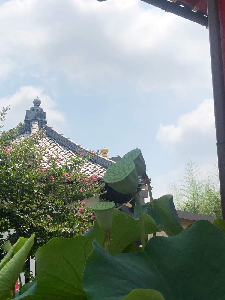 の画像 by 有限会社スリーフラワーさん | ハスと本庄市と観葉生産者とお寺と園芸店とGSのみなさんに感謝♡と今日の一枚と生花と 蓮の花とシャワーヘッドと今日の花と埼玉県とフラワーアレンジメントと花のある暮らしとお盆とフラワーギフトとスリーフラワー
