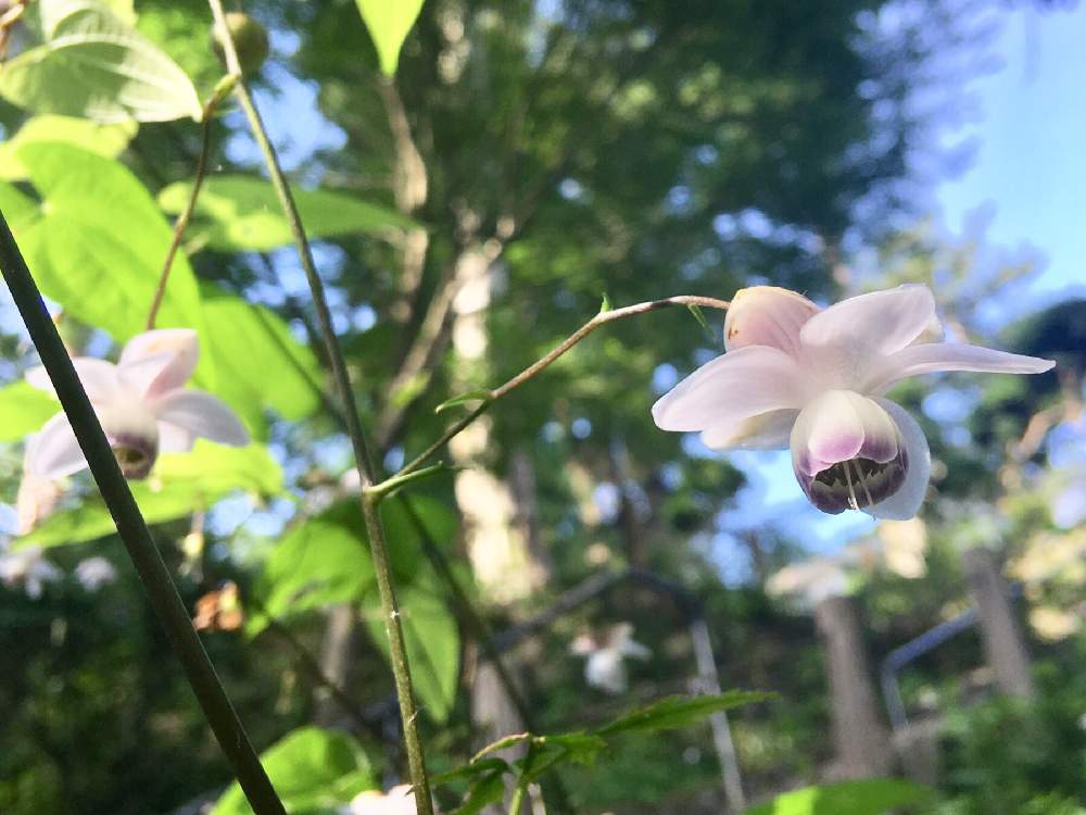 お出かけ先の画像 by ちゃーみぃさん | お出かけ先とレンゲショウマと8月と高尾山と日本の花と山野草とレンゲショウマの花