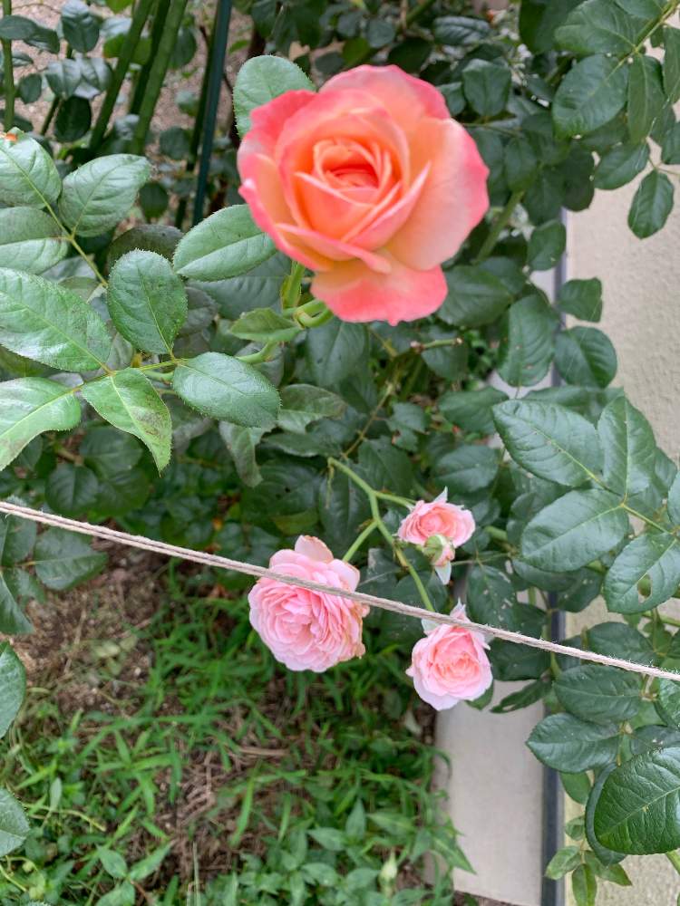 小さな庭の画像 by How to grow Organic Roseさん | 小さな庭と夏のバラと薔薇愛同盟とRosarianとバラの基本とバラの夏のお手入れとバラと夢CLUBと四季咲きとキュンキュン♡とケルナフローラと花のある暮らしとロザリアンとバラの夏剪定と夏バテ注意‼︎