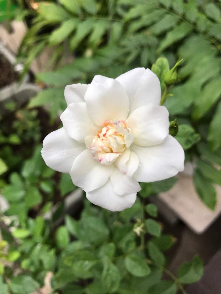 の画像 by ちーたんさん | 開花と花のある暮らしとアイスバーグ!とばら バラ 薔薇