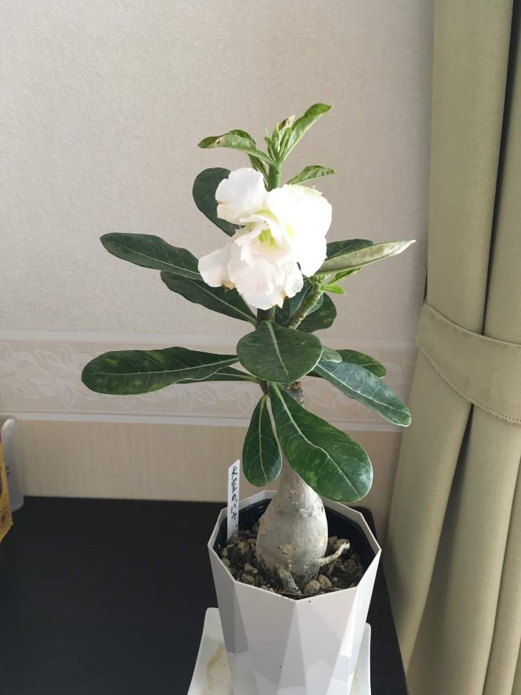 部屋の画像 by HTさん | 部屋と花のある暮らしと砂漠の薔薇 アデニウムとアデニウム☆と八重咲きアデニウム