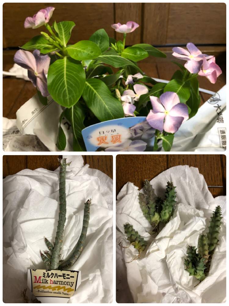 部屋の画像 by アマリリスさん | 部屋と多肉植物とHTCと植物のある暮らしと多肉のある暮らしとキュンキュン倶楽部とバラと夢CLUBとキュンキュン乙女倶楽部NO、230とHTC No247と花のある暮らしとたにおたくらぶとガガイモ科竜王角とミルクハーモニーとニチニチソウの花とたにおたくらぶNO134とフェルニア 竜王角