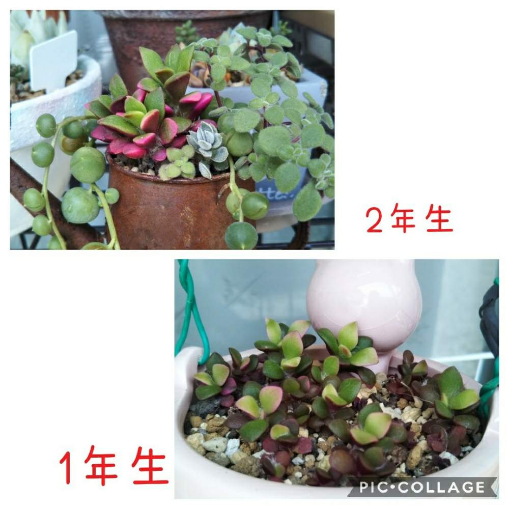 小さな庭の画像 by hana544さん | 小さな庭とバラタニランと植中毒と多肉女子と信楽狸倶楽部とタニラーと多肉棚