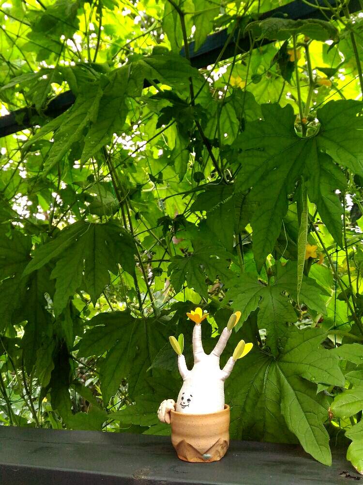 バルコニー/ベランダの画像 by poporopoooさん | バルコニー/ベランダとパキポ?と多肉植物とゴーヤーとパキポディウム属と観葉植物と植物のある暮らしとボタニカルライフと陶器と多肉大好きと塊根女子と家庭菜園とぬいぐるみと植物とコーデックスとCaudexと緑のある暮らしと塊根植物とPachypodiumと花のある暮らしと植木鉢とインテリアグリーン