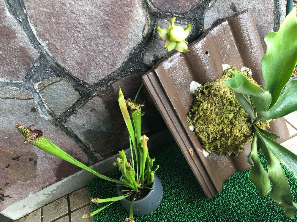 の画像 by みどりーのさん | 観葉植物と食虫植物と ビカクシダと植中毒とサラセニアとビカクシダ属とビザールプランツ
