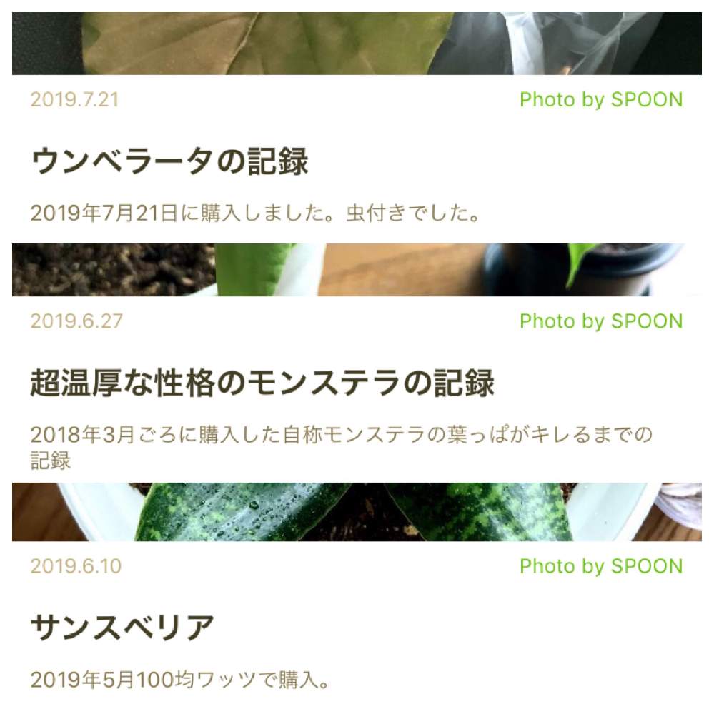 部屋の画像 by SPOONさん | 部屋とサンスベリアとモンステラとウンベラータと若葉と観葉植物とグリーンのある暮らしと綺麗なミドリと葉っぱのある暮らしと葉っぱと復活と鉢植えと成長記録と葉脈フェチとGREEN UP!と新芽