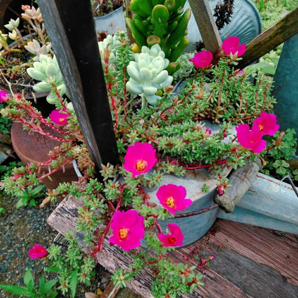 広い庭の画像 by smilehappynaturalさん | 広い庭と多肉植物とピンキー✧と北部九州多肉の会とGS映えとナチュラルガーデンとGS日和とno green no lifeと緑のある暮らしとnaturalgardenと多肉好きな人と繋がりたいと多肉女子と庭のある暮らしとF29会とタニラーとjunkgardenとガーデニングと花のある暮らしと多肉寄せ植えと ロッティとゴーラム☆