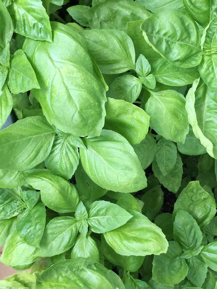 の画像 by herbさん | スイートバジルと夏野菜フォトコン2019とハーブの有る暮らしとハーブ タイムとキッチンハーブ♪バジルとハーブと薬効のあるハーブと種から育てた
