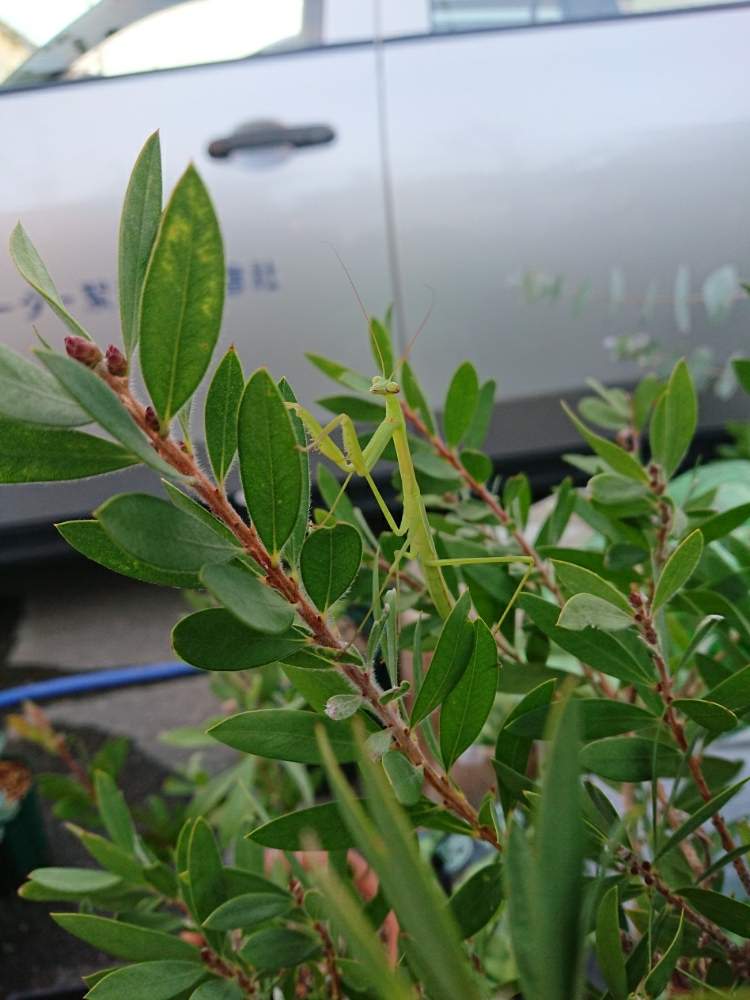 小さな庭の画像 by 直径さん | 小さな庭と暑い!と鉢植え植物と強健種とGS映えとno green no lifeと植中毒と蒲桃倶楽部とフトモモ科とネイティブプランツと蚊の襲来とブラシノキ属とカマキリとオージープランツと暑中見舞い