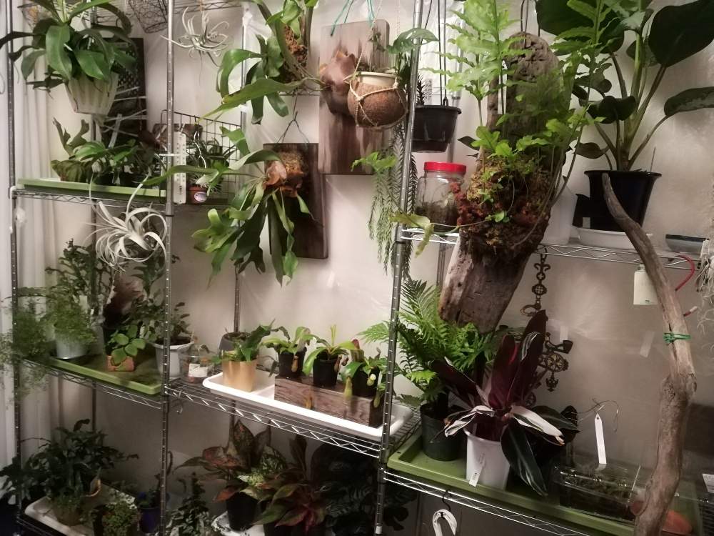 部屋の画像 by ハイジさん | 部屋とカラーリーフと コウモリラン と観葉植物とネペンテス属と普及シダを愛でる会とドリナリア属とシダ類♡とエアープランツ/チランジア