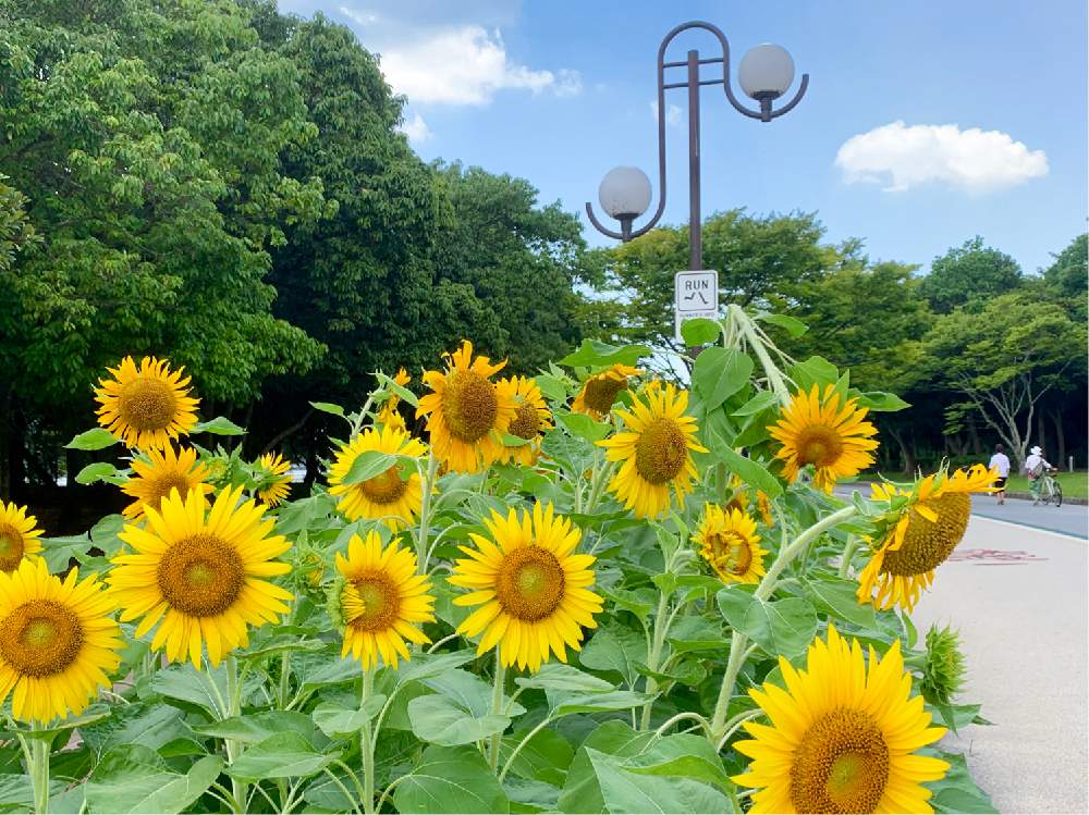 お出かけ先の画像 by *kumaさん | お出かけ先とヒマワリと気持ちいいGreen。と満開と大濠公園とgreenのある生活とno green no lifeと植中毒とランニングコースと花のある暮らしとボタニカルスポット2019夏
